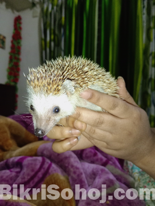 পোষা হেজহগ(Hedgehog) বিক্রি হবে